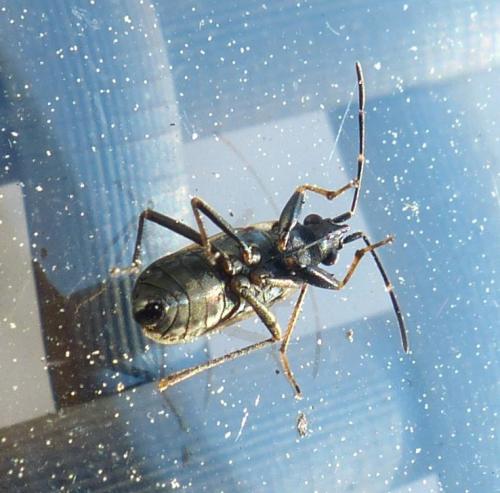 Rhyparochromus vulgaris