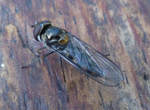 Meliscaeva auricollis
