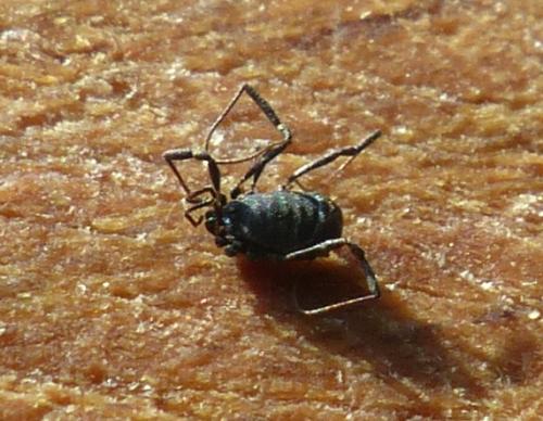Nemastoma sp.