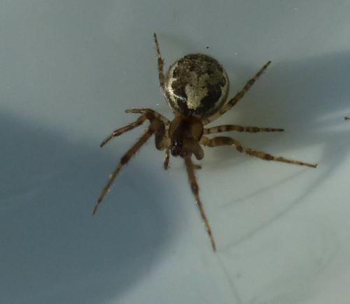 Zygiella x-notata