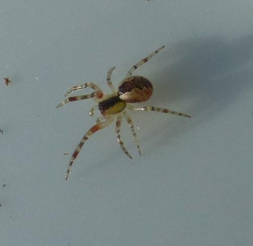 Anelosimus_sl sp.
