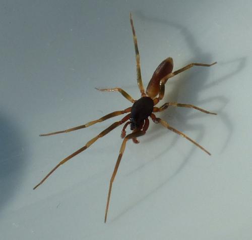 Harpactea hombergi