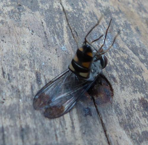 Meliscaeva auricollis