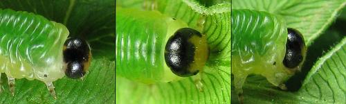 Strongylogaster xanthocera