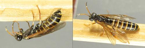 Réf. 200 349 : Strongylogaster xanthocera