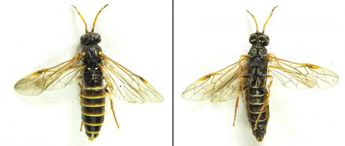 Réf. 200 350 : Strongylogaster xanthocera