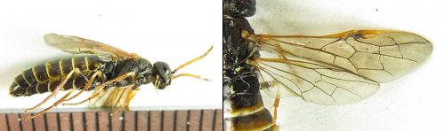 Réf. 200 351 : Strongylogaster xanthocera
