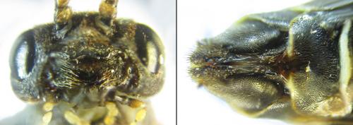 Réf. 200 352 : Strongylogaster xanthocera