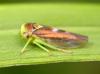 200057 – Photo : Arthropa - Benoit Martha – France (29)