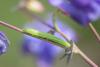 200795 – Photo : Matthias Colin – France (54)