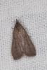 Schrankia costaestrigalis