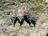 200011 – Photo : The Ghost Nightjar – France (56)