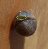 200506 – Photo : ORCHALLAN – France (44)