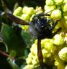 200718 – Photo : ORCHALLAN – France (44)