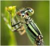 Erythromma lindenii