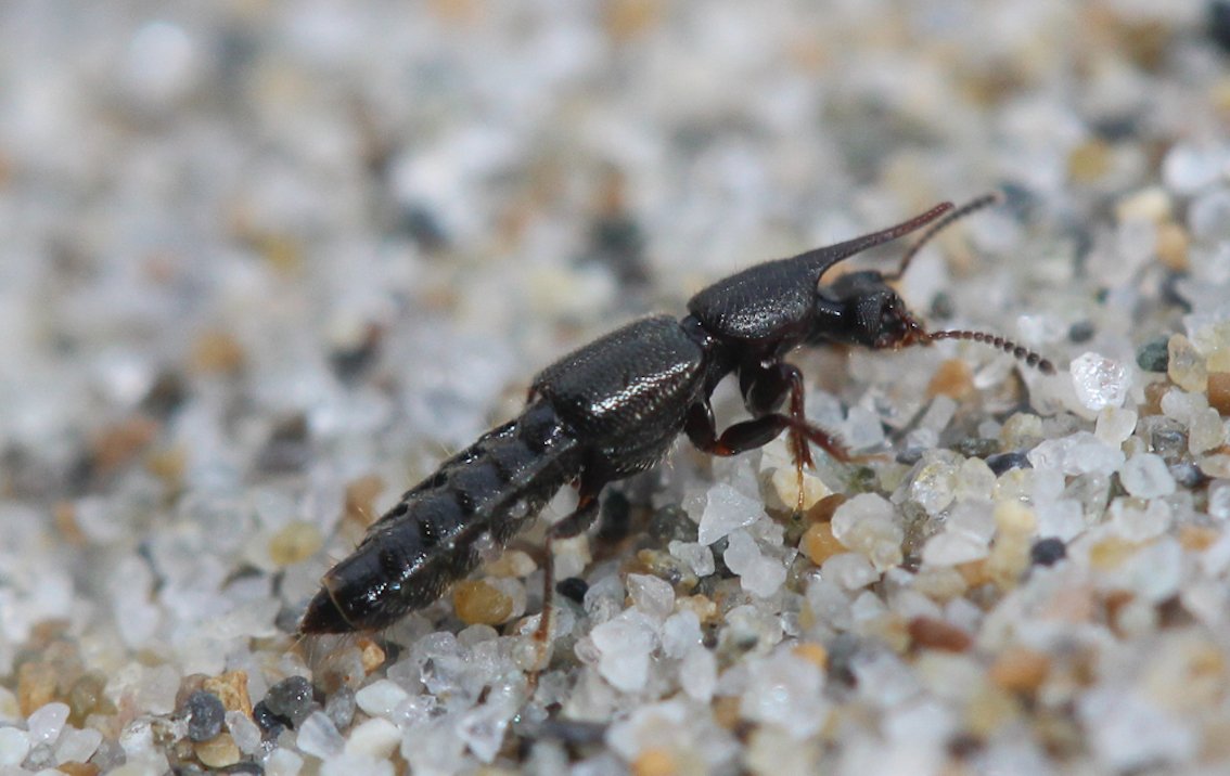 Philippe Dauguet - Bledius (Bledius) unicornis - réf. 200125 (1134 x 716 pixels, 108 ko)