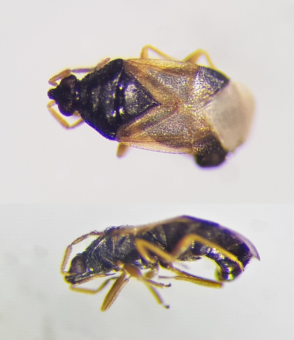 Anaïs Colin - Orius sp. - réf. 200946 (976 x 1128 pixels, 158 ko)