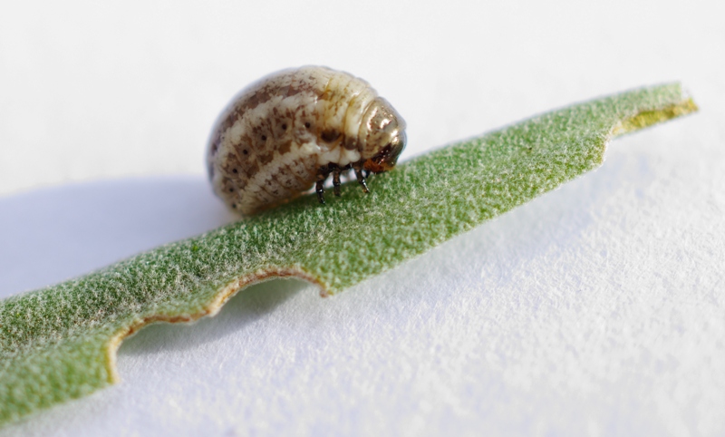 Jean-Luc Boulard - Chrysolina (Taeniochrysea) americana - réf. 200079 (800 x 482 pixels, 208 ko)