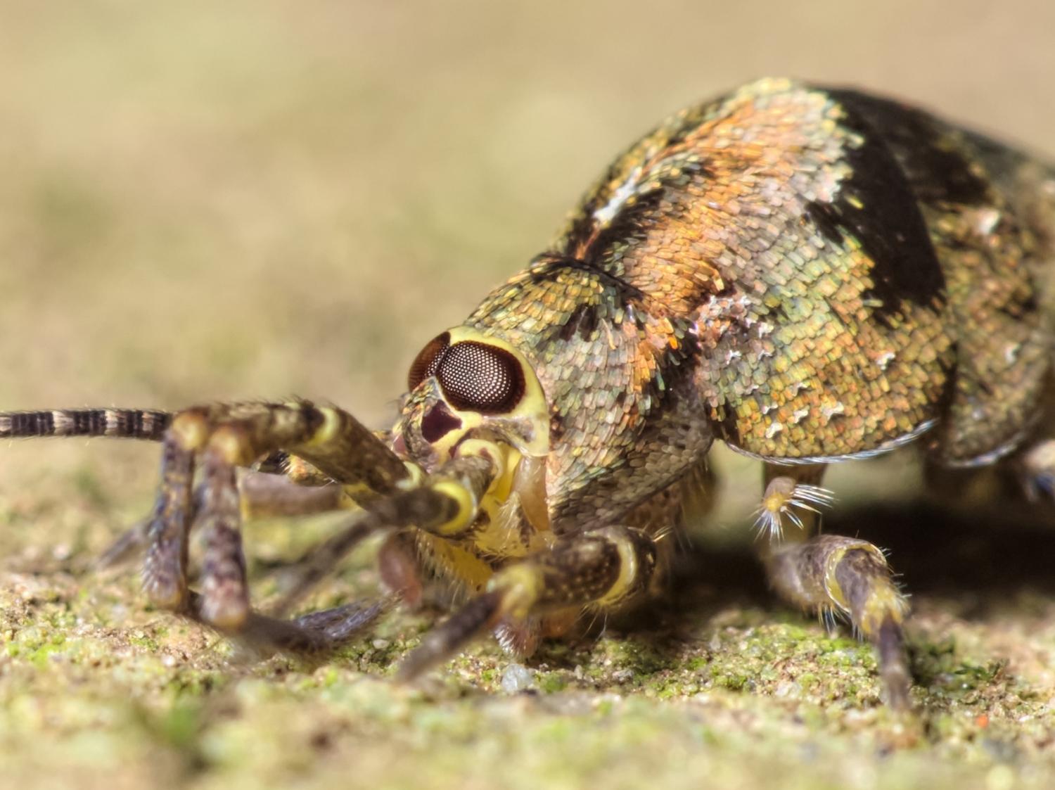 Réf. 200862 — INSECTA > Archeognatha > Machilidae > Trigoniophthalmus