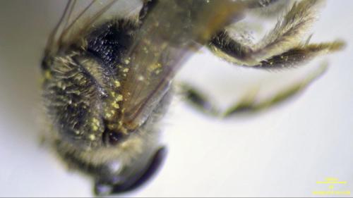 Lasioglossum fulvicorne