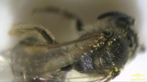 Lasioglossum fulvicorne