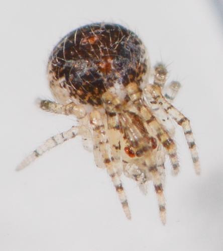 Réf. 201 989 : Theridion varians