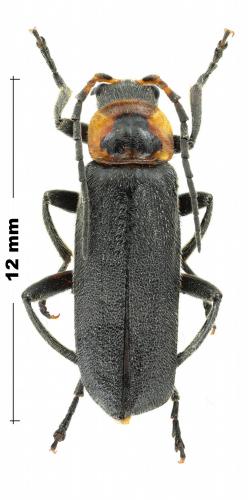 Cantharis annularis