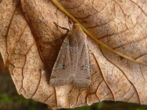 Réf. 201 210 : Conistra erythrocephala