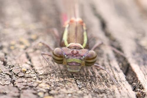 Pyrrhosoma nymphula