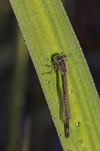 Ischnura elegans