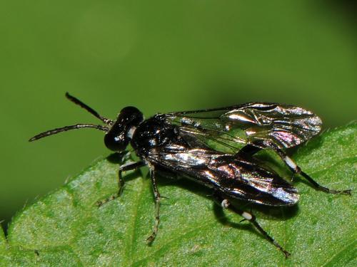 Réf. 201 117 : Macrophya ribis