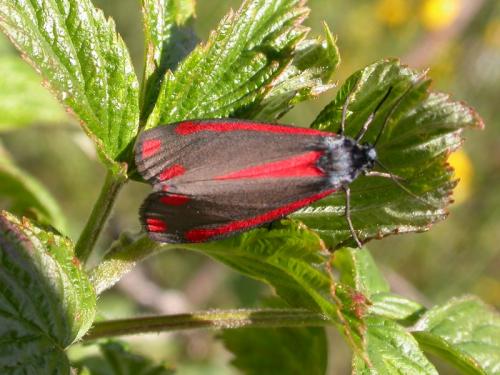 Réf. 201 228 : Tyria jacobaeae