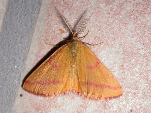 Réf. 201 748 : Lythria purpuraria