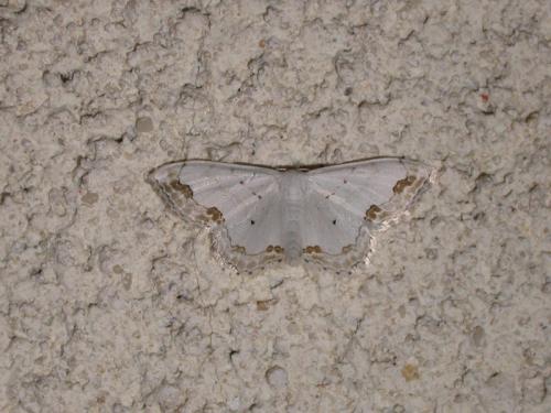 Réf. 201 749 : Scopula ornata