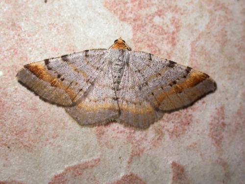 Réf. 201 751 : Macaria liturata