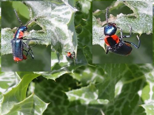 Réf. 201 956 : Clanoptilus marginellus