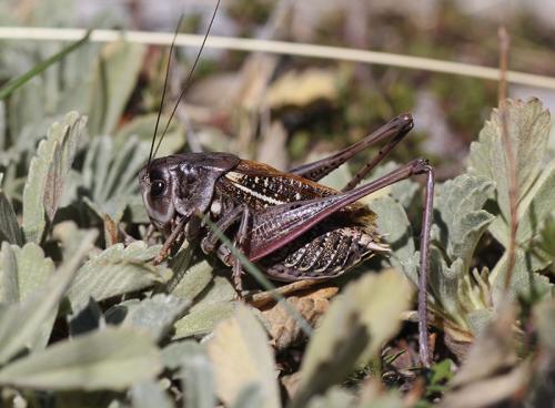 Réf. 201 648 : Decticus verrucivorus