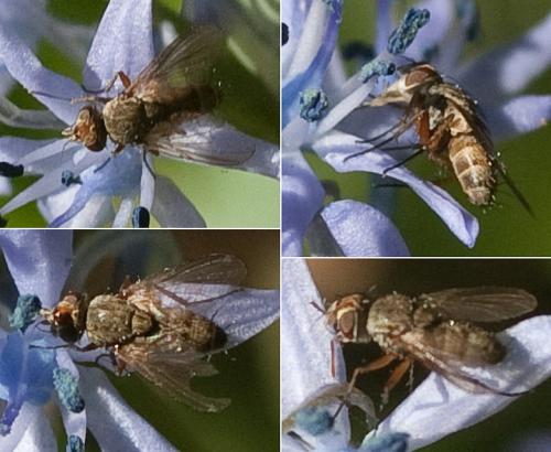 Réf. 201 415 : Siphona sp.