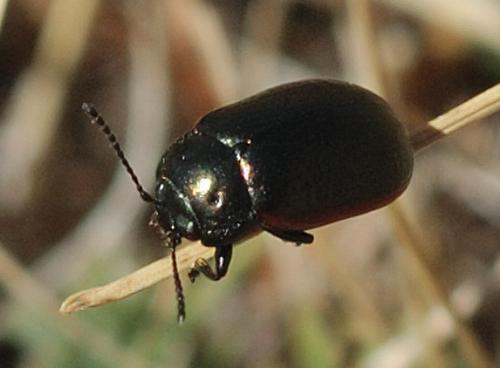 Réf. 201 861 : Chrysolina marginata