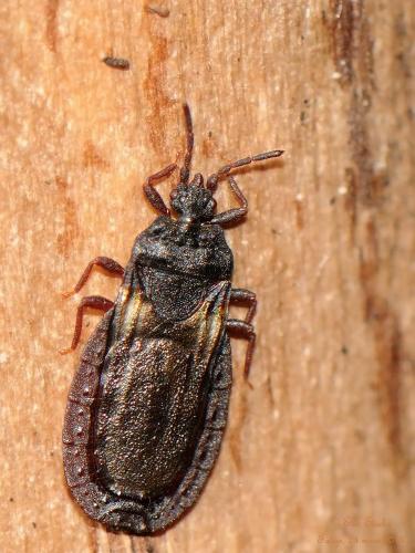 Aneurus avenius