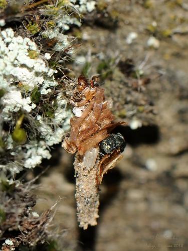 Eumasia parietariella