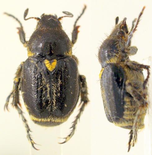 Réf. 201 571 : Diphycerus sp.