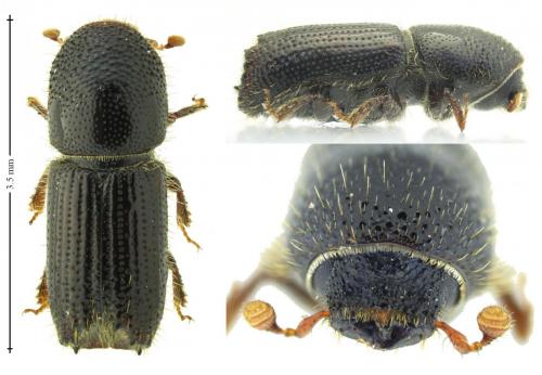 Réf. 201 884 : Orthotomicus laricis
