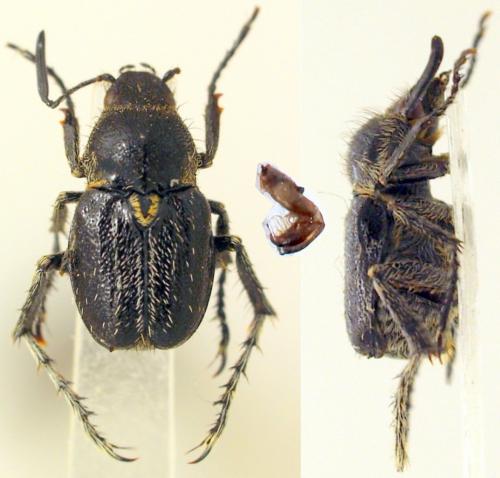 Réf. 201 572 : Diphycerus sp.
