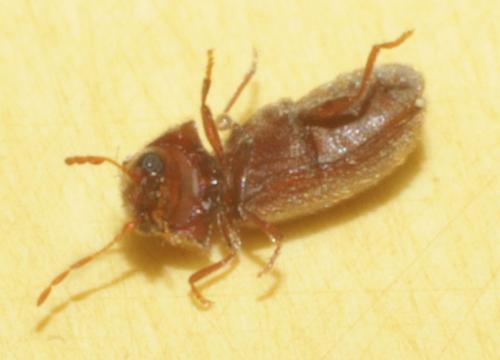 Stegobium paniceum