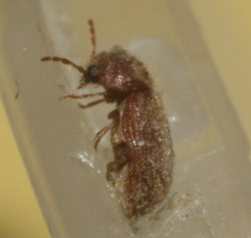 Stegobium paniceum
