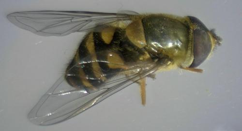 Réf. 201 834 : Syrphus vitripennis