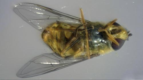 Syrphus vitripennis