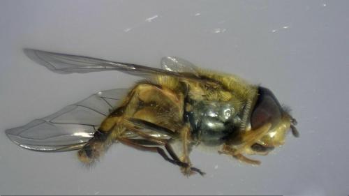 Syrphus vitripennis