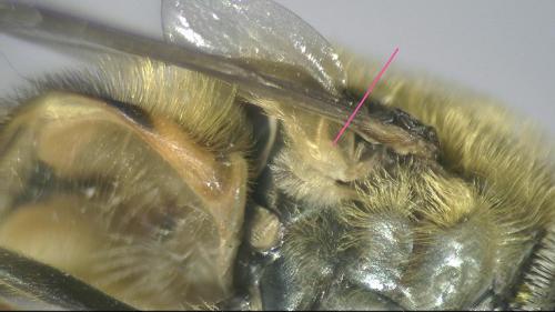 Syrphus vitripennis